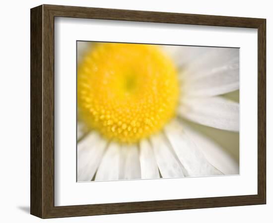 White Flower Close Up, the White River, Akansas-Andrew R. Slaton-Framed Photographic Print