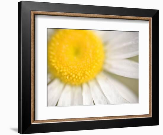 White Flower Close Up, the White River, Akansas-Andrew R. Slaton-Framed Photographic Print