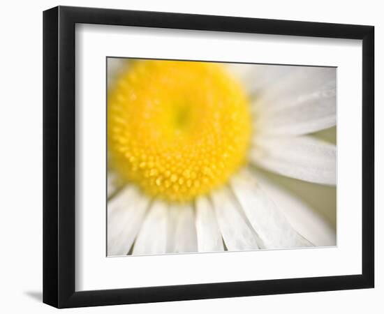 White Flower Close Up, the White River, Akansas-Andrew R. Slaton-Framed Photographic Print