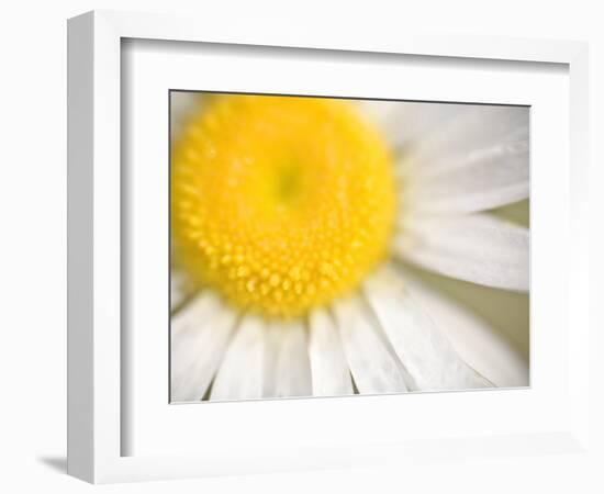 White Flower Close Up, the White River, Akansas-Andrew R. Slaton-Framed Photographic Print