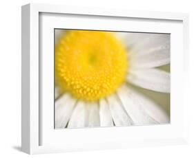 White Flower Close Up, the White River, Akansas-Andrew R. Slaton-Framed Photographic Print