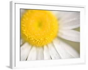 White Flower Close Up, the White River, Akansas-Andrew R. Slaton-Framed Photographic Print