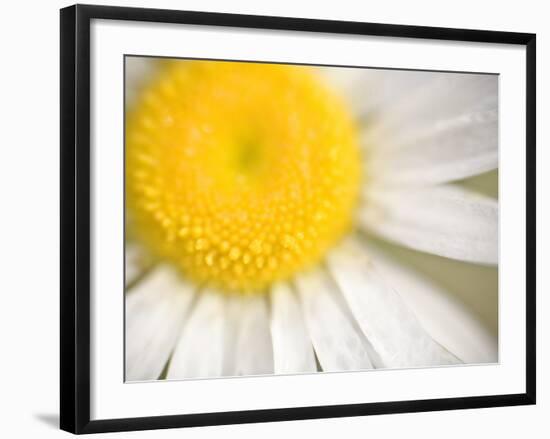 White Flower Close Up, the White River, Akansas-Andrew R. Slaton-Framed Photographic Print