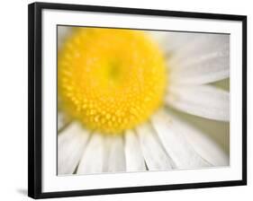 White Flower Close Up, the White River, Akansas-Andrew R. Slaton-Framed Photographic Print