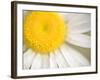 White Flower Close Up, the White River, Akansas-Andrew R. Slaton-Framed Photographic Print