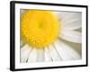 White Flower Close Up, the White River, Akansas-Andrew R. Slaton-Framed Photographic Print