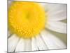 White Flower Close Up, the White River, Akansas-Andrew R. Slaton-Mounted Photographic Print