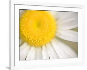 White Flower Close Up, the White River, Akansas-Andrew R. Slaton-Framed Photographic Print