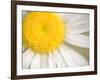 White Flower Close Up, the White River, Akansas-Andrew R. Slaton-Framed Photographic Print