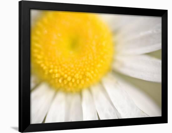 White Flower Close Up, the White River, Akansas-Andrew R. Slaton-Framed Photographic Print