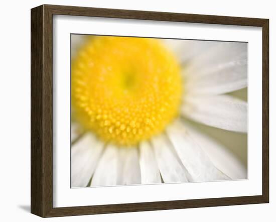 White Flower Close Up, the White River, Akansas-Andrew R. Slaton-Framed Photographic Print