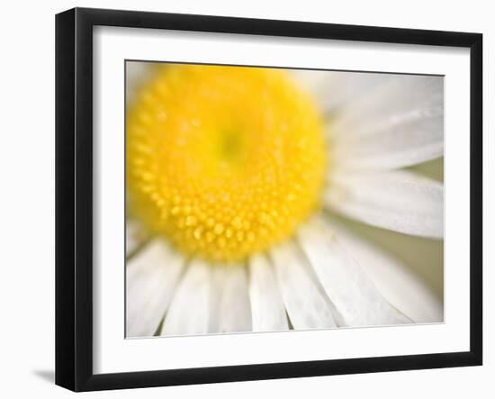 White Flower Close Up, the White River, Akansas-Andrew R. Slaton-Framed Photographic Print