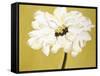 White Flower on Ochre-Soraya Chemaly-Framed Stretched Canvas