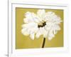 White Flower on Ochre-Soraya Chemaly-Framed Giclee Print