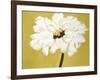 White Flower on Ochre-Soraya Chemaly-Framed Giclee Print