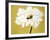 White Flower on Ochre-Soraya Chemaly-Framed Giclee Print