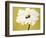 White Flower on Ochre-Soraya Chemaly-Framed Giclee Print