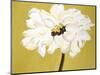 White Flower on Ochre-Soraya Chemaly-Mounted Giclee Print