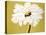 White Flower on Ochre-Soraya Chemaly-Stretched Canvas