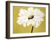 White Flower on Ochre-Soraya Chemaly-Framed Giclee Print