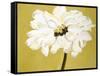 White Flower on Ochre-Soraya Chemaly-Framed Stretched Canvas