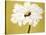 White Flower on Ochre-Soraya Chemaly-Stretched Canvas