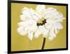 White Flower on Ochre-Soraya Chemaly-Framed Giclee Print