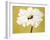 White Flower on Ochre-Soraya Chemaly-Framed Premium Giclee Print