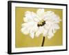 White Flower on Ochre-Soraya Chemaly-Framed Giclee Print