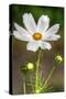 White Flower Vertical-Robert Goldwitz-Stretched Canvas