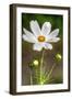 White Flower Vertical-Robert Goldwitz-Framed Photographic Print