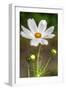 White Flower Vertical-Robert Goldwitz-Framed Photographic Print