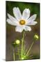 White Flower Vertical-Robert Goldwitz-Mounted Photographic Print