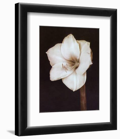 White Flower-Prades Fabregat-Framed Art Print