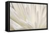 White Flower-PhotoINC-Framed Stretched Canvas