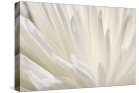 White Flower-PhotoINC-Stretched Canvas