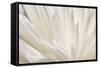 White Flower-PhotoINC-Framed Stretched Canvas