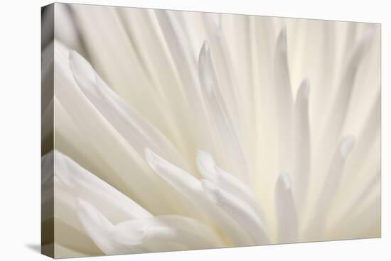 White Flower-PhotoINC-Stretched Canvas