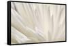 White Flower-PhotoINC-Framed Stretched Canvas