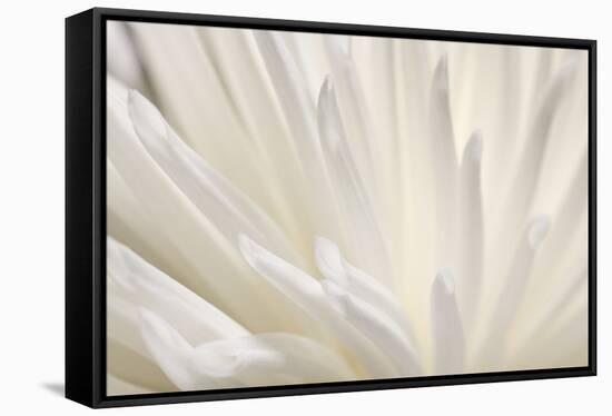 White Flower-PhotoINC-Framed Stretched Canvas