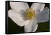 White Flower-Gordon Semmens-Framed Stretched Canvas