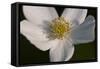 White Flower-Gordon Semmens-Framed Stretched Canvas