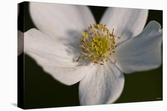 White Flower-Gordon Semmens-Stretched Canvas