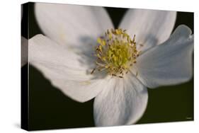 White Flower-Gordon Semmens-Stretched Canvas