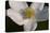 White Flower-Gordon Semmens-Stretched Canvas