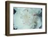 White Flower-WizData-Framed Photographic Print