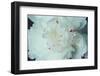 White Flower-WizData-Framed Photographic Print