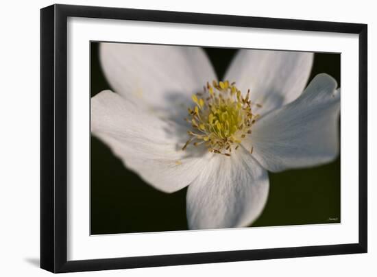 White Flower-Gordon Semmens-Framed Photographic Print
