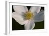 White Flower-Gordon Semmens-Framed Photographic Print