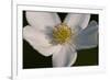 White Flower-Gordon Semmens-Framed Photographic Print